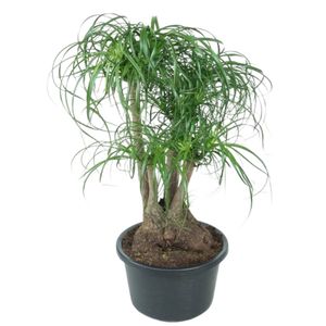 Beaucarnea Recurvata Forgrenet