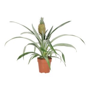 Ananas Comosus Ø12 H35