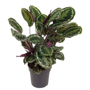 Calathea 'Mediallon'