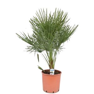 Chamaerops Humilis Ø24 H80