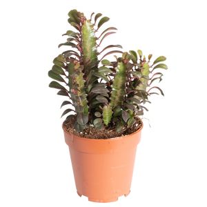 Euphorbia Trigonia, Cowboy Kaktus