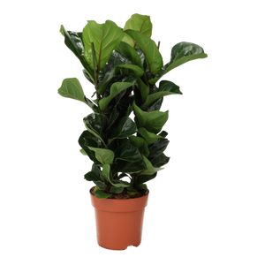 Ficus Lyrata 'Bambino'