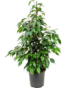 Ficus Benjamina 'Danielle'