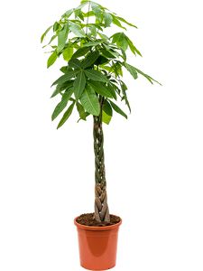 Pachira Aquatica