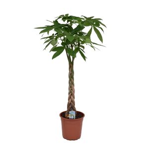 Pachira Aquatica