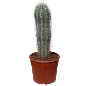 Pachycereus Pringlei