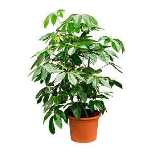 Schefflera Amate