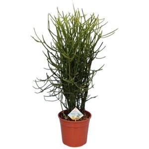 Euphorbia Tirucalli