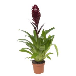 Vriesea Bordeaux Bordeaux