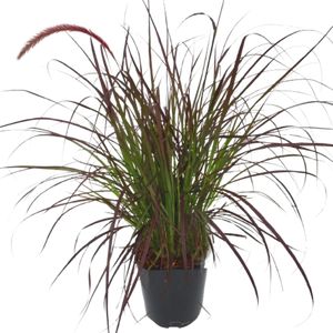 Pennisetum "Rubrum" rød H60 