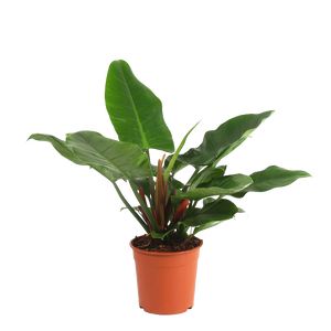 Philodendron Imperial Green