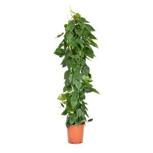 Philodendron Scandens Rørespalie