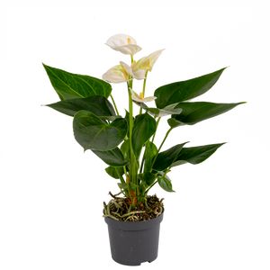 Anthurium Andreanum Hvid