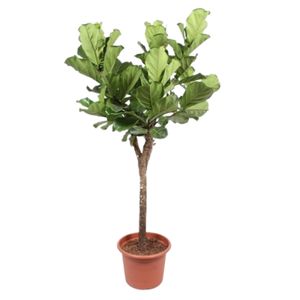 Ficus Lyrata Opst. tyk st.
