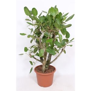 Ficus Benghalensis 'Audrey' Forgrenet