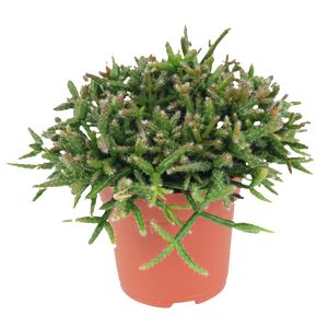 Rhipsalis Burchelli Ø12 H20 
