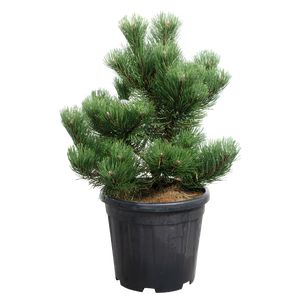 Pinus Nigra 'Oregon Green'