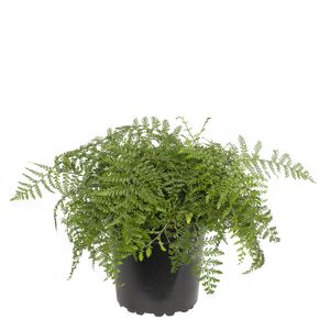 Asplenium Pavarti