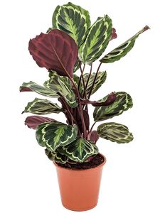Calathea 'Mediallon'