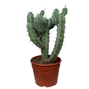 Cactus Myrtillocactus Ø25 H70.
