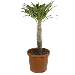 Pachypodium Lameri Ø21 H60