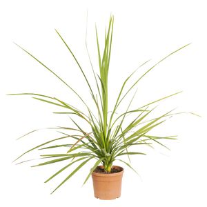 Cordyline Indivisa