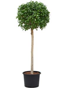 Ficus Microcarpa 'Nitida' Opst.