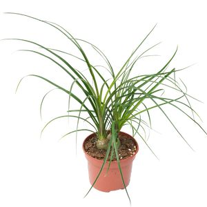 Beaucarnea 3 løg Ø12 H40