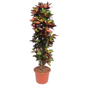 Codiaeum Var. Iceton