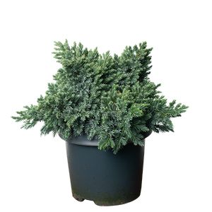 Juniperus Blue star