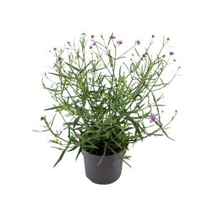 Verbena Bonariensis, Kæmpe Verbena Ø17