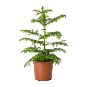 Araucaria Heterophylla
