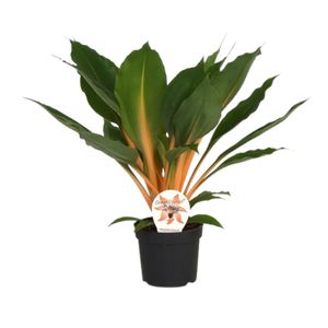 Chlorophytum Green Orange Ø12 H35