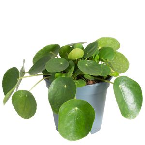 Pilea Peperomiodes