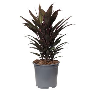 Cordyline Fruticosa Tango