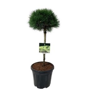 Pinus Nigra Nana Opstammet Ø32 H120