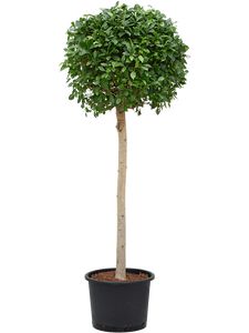 Ficus Microcarpa Nitida Opstam. Ø46 H280