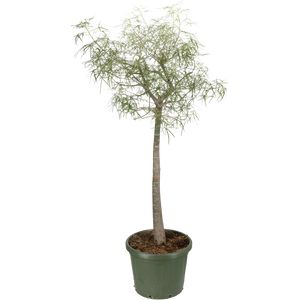 Brachychiton Rupestris 