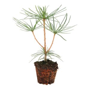 Sciadopitys Verticillata 