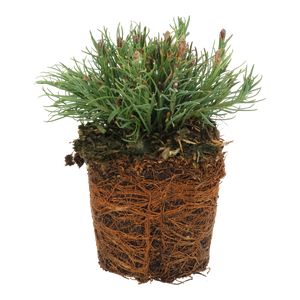 Pinus Mugo Pumilio Ø10 H15