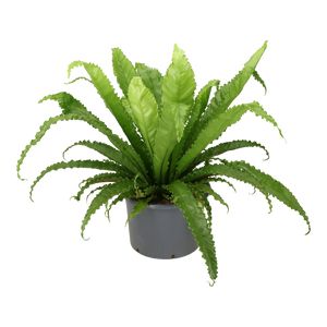 Asplenium Gioia