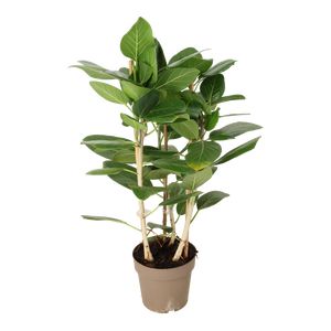 Ficus Benghalensis Audrey 3Pp Ø20 H90