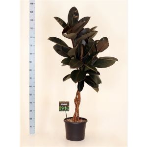 Ficus Elastica Burgundy, Flettet stamme Ø45 H200