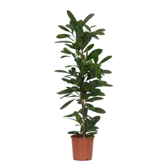 Ficus Cyathistipula 1Pp