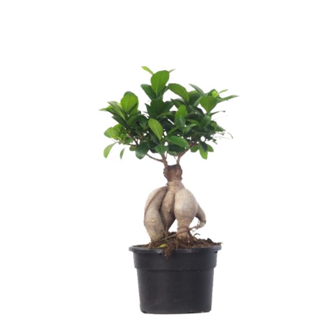 Ficus Microcarpa Bonsai