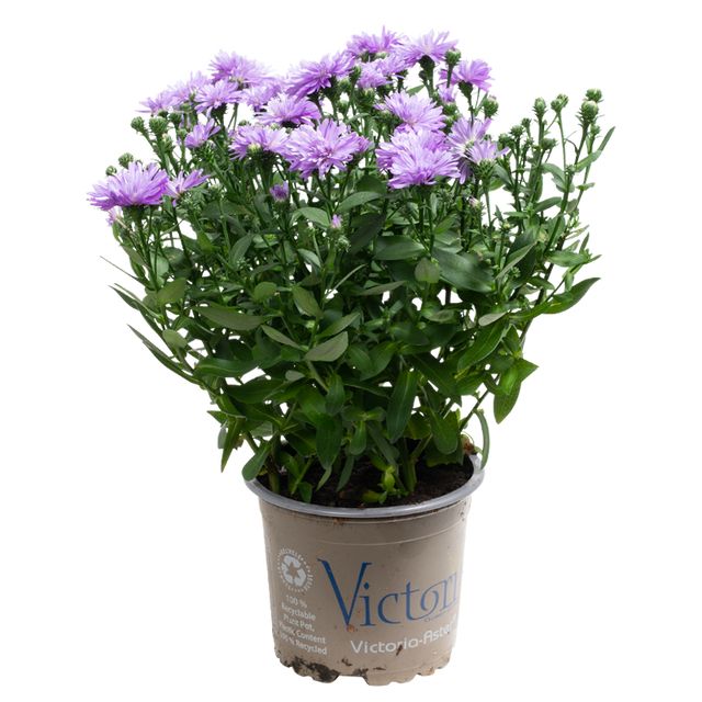 Aster Novi-Belgii Ø10,5 H25