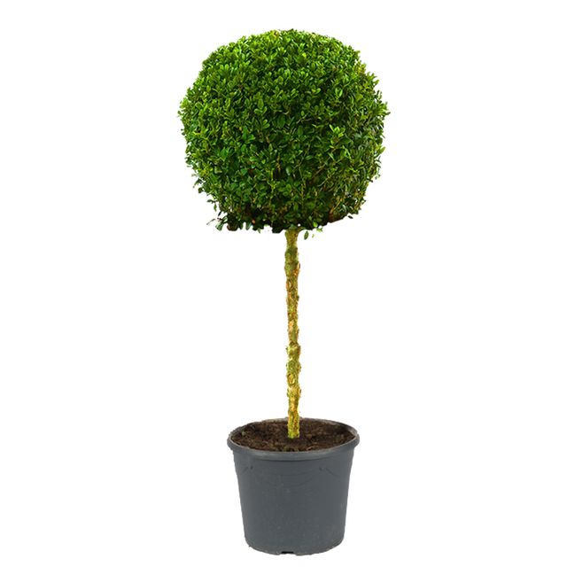 Buxbom Opstammet