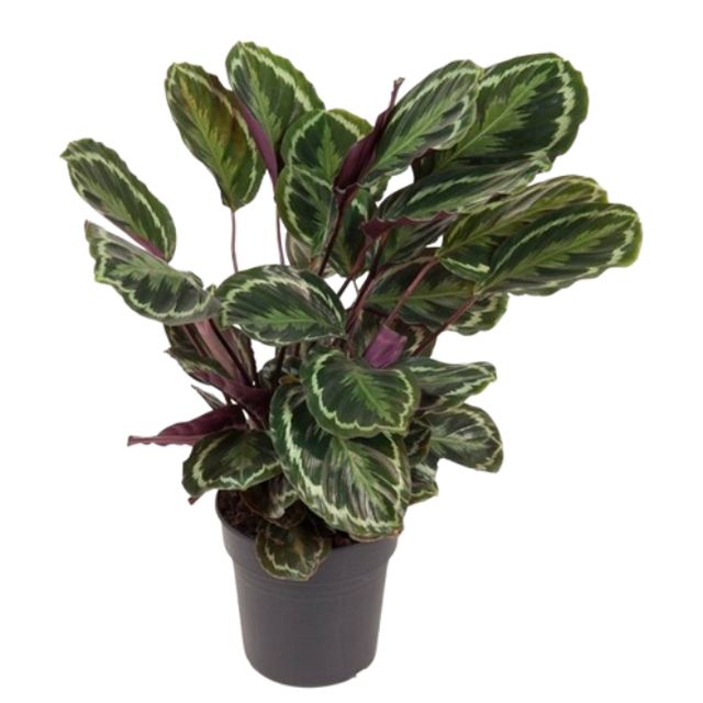 Calathea 'Mediallon'
