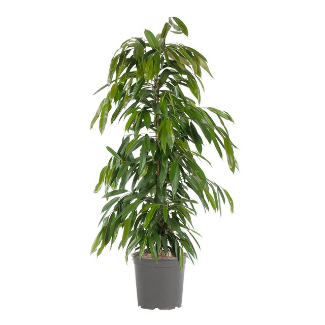 Ficus Amstel King