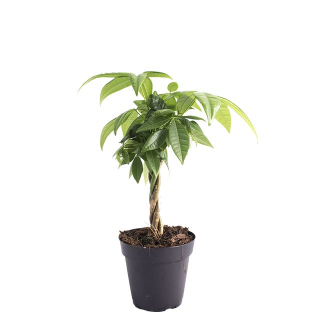 Pachira Aquatica, Flettet stamme Ø12 H40 